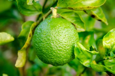 Tayland bahçede yeşil limon