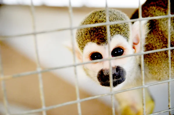 Monkey at the zoo — Stock Photo, Image