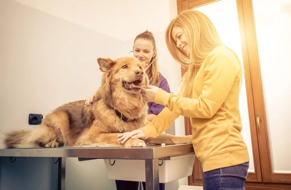 Veterinaire arts controleren van hond hart — Stockfoto