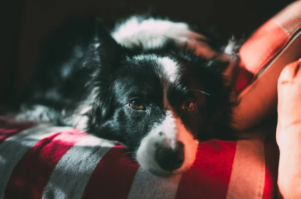 Collie Confine Razza Pura Poggiata Divano Concetto Narrazione Sugli Animali — Foto Stock