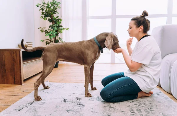 Lifestyle Moments Young Woman Home Woman Playing Her Dog Living — Stock Photo, Image