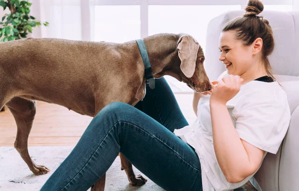 Evdeki Genç Bir Kadının Yaşam Tarzı Oturma Odasında Köpeğiyle Oynayan — Stok fotoğraf