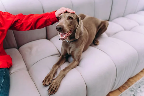 Lifestyle Moments Young Woman Home Woman Playing Her Dog Living — Stock Photo, Image