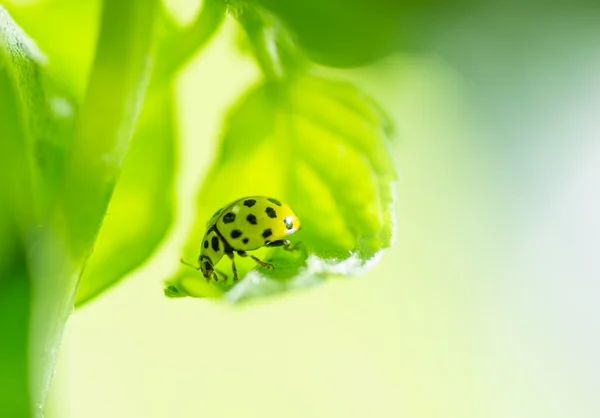 Ladybug on a leaf — Stock Photo, Image