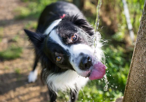 Dog drinking — Stock Photo, Image