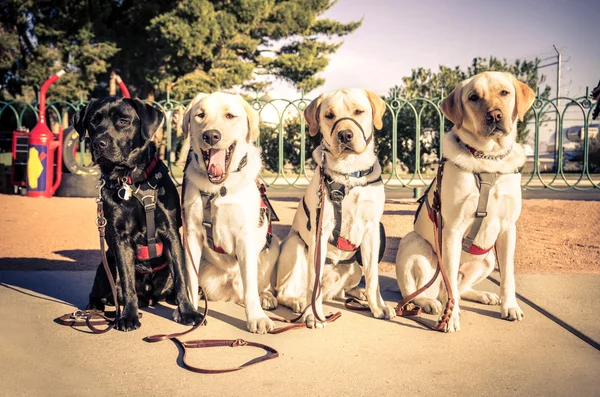 Perros — Foto de Stock