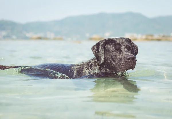 Играющая собака в воде — стоковое фото