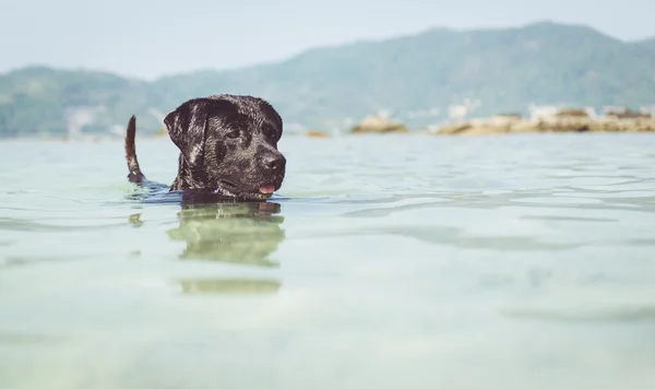 Cane giocherellone in acqua — Foto Stock