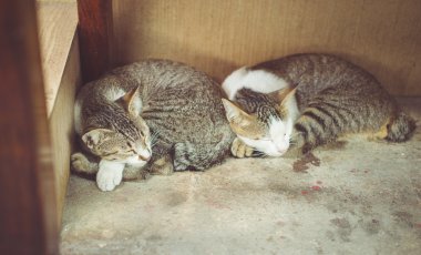 beraber uyuyan iki kedi