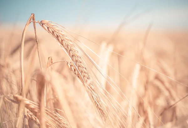 Perto em orelhas de trigo em um campo — Fotografia de Stock