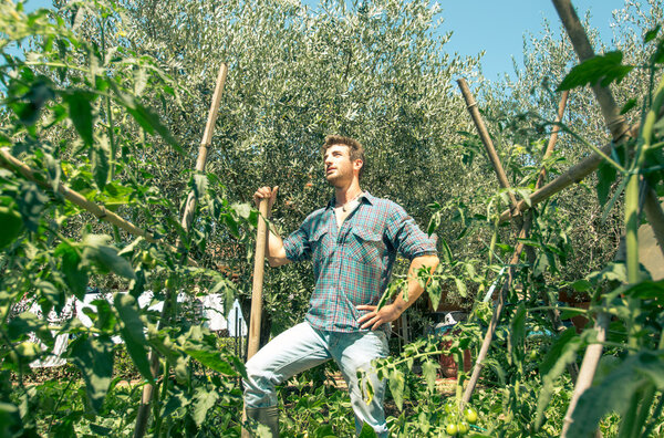 человек, работающий на своем томатном поле
