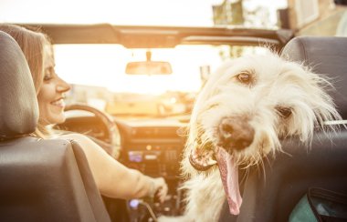 Kadın ve labradoodle köpeği