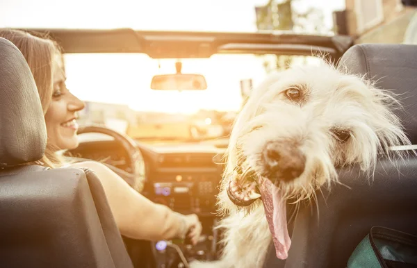 Woman and her labradoodle dog Royalty Free Stock Images