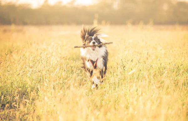 Hermosa frontera collie corriendo en la hierba — Foto de Stock