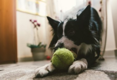 Şirin collie köpek