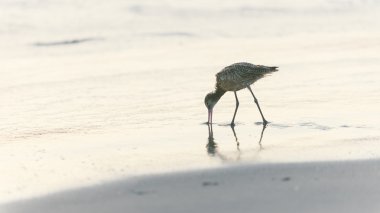 Shorebird looking for food clipart