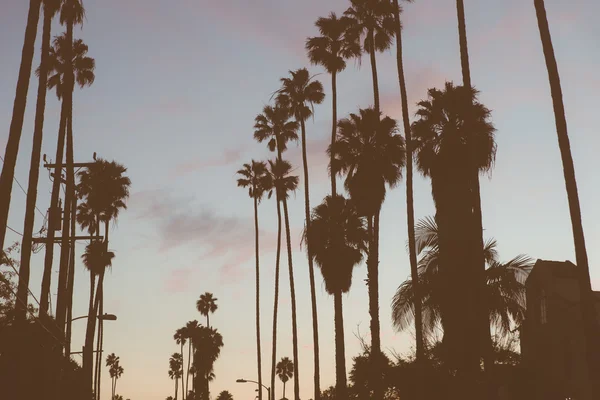 Beverly Hills silueta de palmeras — Foto de Stock