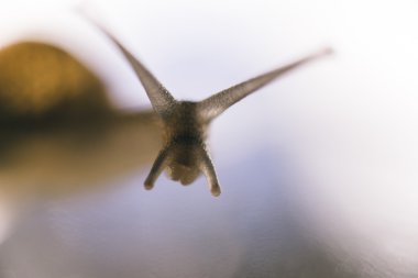 Salyangoz makro yakın çekim