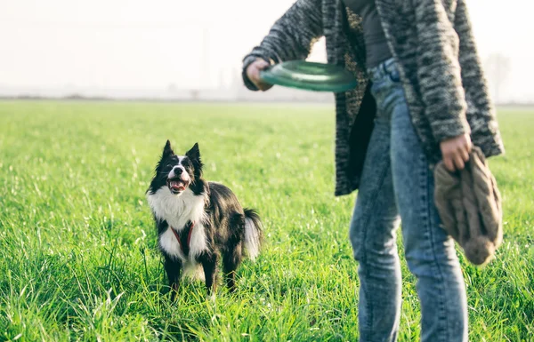Женщина играет со своим пограничным псом колли, бросает фрисби — стоковое фото