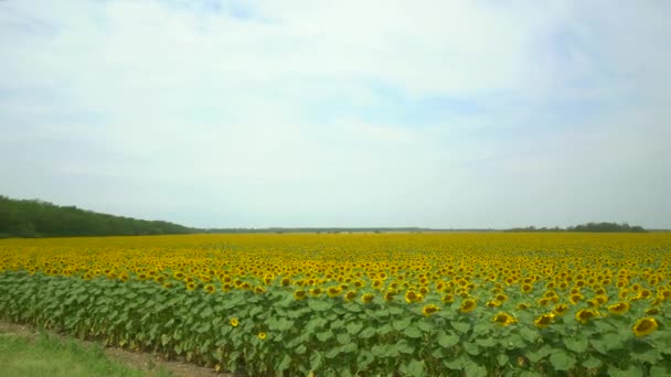 Μεγάλο χωράφι με κίτρινα ηλιοτρόπια σε μια ηλιόλουστη καλοκαιρινή μέρα. Πριν ξεκινήσετε τη συγκομιδή — Αρχείο Βίντεο