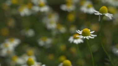 Papatya tarlası. Bir çiçeğin yakın çekimi. Yaz güneşli bir gün