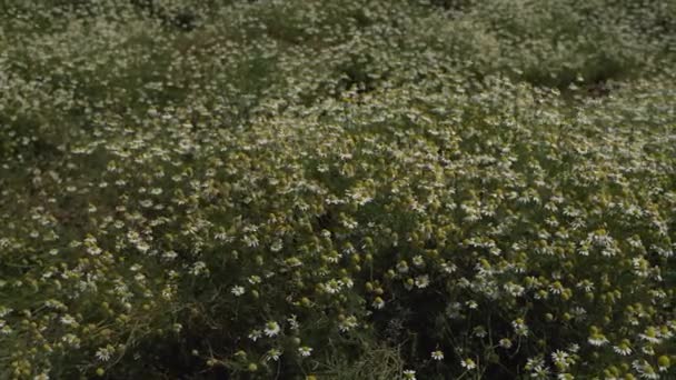 Blommande prästkragar. Översiktsplan Blommande fält en solig sommardag — Stockvideo