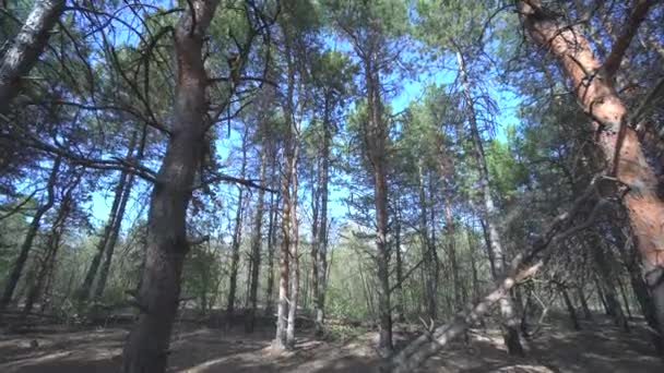 秋天的松树林。相机向前移动到树梢上.蓝天和倒下的树。自然背景在4K分辨率。没有接触过的自然。森林中松树的俯瞰、底部俯瞰 — 图库视频影像