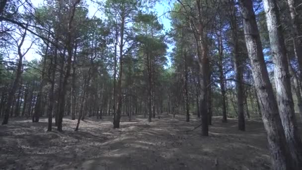 Forêt de pins sauvages avec mousse verte sous les arbres. Se déplacer entre les arbres dans une belle matinée ensoleillée juste après le lever du soleil. Le soleil traverse les arbres. Nombreux cônes et feuilles de conifères sur le sol — Video