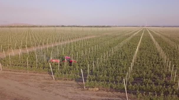 Stavropol, Ryssland - 15 juli 2020: Jordbrukstraktor sprutning på äpple frukt trädgård med spruta, herbicider och bekämpningsmedel. Besprutning kemiska insekticider eller gödselmedel till blommande fruktträd — Stockvideo