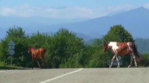 Prachtige paarden steken de weg over in het dorp. Hoge bergen op de achtergrond. Bruine en gevlekte dieren. Wild natuurconcept. Vers zonnig grasland bergweide lente zomer seizoen Landschap — Stockvideo