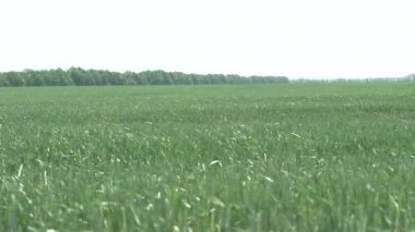 Ektikten sonra yeşil bezelye tarlası. Rüzgarlı bir yaz günü. Panorama. Tarım konsepti. Arka planda orman var. Bezelye yaz tarlası tarım arazisi