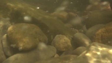 Nehir. Suyun altında. Saf kristal berrak su ve birçok nehir kayası. Buzlu su. Doğa çekimi