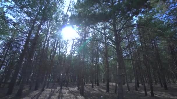 Dennenbos in de herfst, mistige ochtend. Naaldbomen. Breed hoekschot met panorama. De zonnestralen komen door de bomen. Veel kegels liggen op de grond — Stockvideo