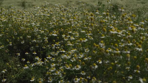 Flores de manzanilla joven balanceándose en el viento en el campo. Blooming Camomille en la hierba verde Fondo de verano, 4k video. — Vídeos de Stock