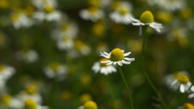 Çiçek açan çayır otları ve rüzgarda sallanan papatya çiçekleri, yavaş çekim.