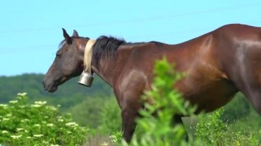 Boynunda çan olan güzel kahverengi at çiftliğin yakınında otluyor. Birçok can sıkıcı sinek onun burnuna ve gözlerine oturur. Atlatmaya çalışıyor ama her seferinde geri dönüyorlar. Zor bir hayvan hayatı. Vahşi