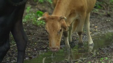 Kahverengi inek sıcak yaz gününde su içiyor. Siyah inek ön planda. Sinir bozucu unlardan kurtulmak için onun yüzüne, gözlerine ve hayvani yalakalara bakar. Böcekler her zaman geri gelir. Çiftlik