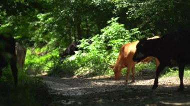 Birçok kahverengi, siyah ve benekli inek ormanda otluyor. Onlar bir yiyecek arıyorlar. Karşıya geç. Sinir bozucu böcekler etrafta uçar ve çiftlik hayvanlarını rahatsız ederler. Yağmur üstüne yağmur odunlarda..