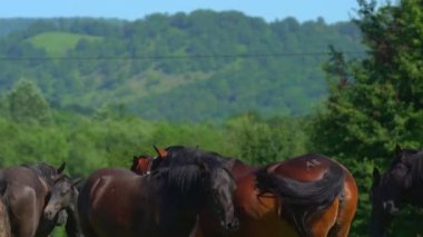 Birçok güzel at çiftliğin yakınındaki çayırda otlar. Bir hayvan çimlerin üzerinde yatıyor. Rahatsız edici böcekler ve sinekler atların hareketsiz kalmasına engel oluyor. Yavaş dikey manzara. Vahşi hayvan hayatı