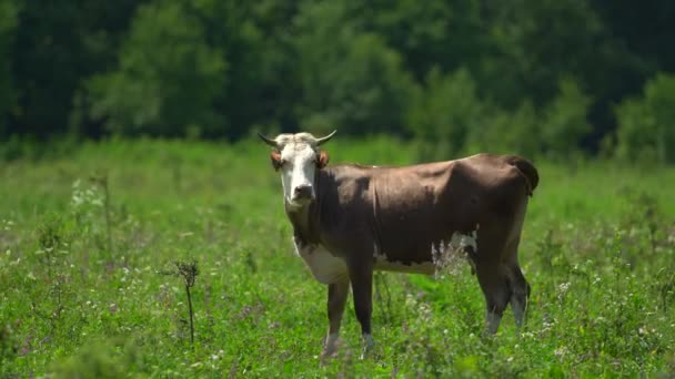 소는 얼굴을 사방에서 가린 성가신 파리들을 없애려고 노력하고 있습니다. 따뜻 한 여름날 농장 근처에서 소가 풀을 뜯는 모습, 뒤에 푸른 나무들이 있는 숲. 흰색 과갈 색 동물 — 비디오
