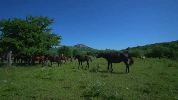 Muchos hermosos caballos de diferentes colores pastan cerca de la cerca cerca de la granja en el cálido día de verano sinny. Valle verde con árboles. Montaña en el fondo. — Vídeos de Stock