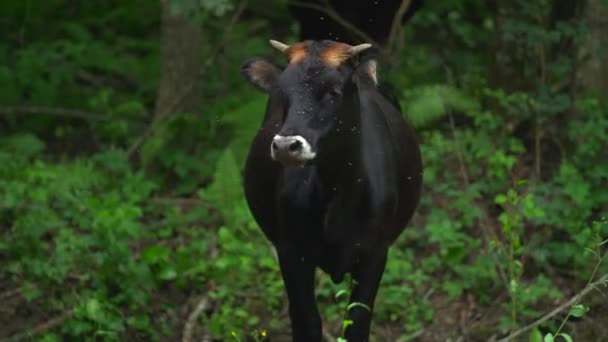 Многие надоедливые насекомые летают вокруг бедной чёрной коровы. Она пытается избавиться от них, но они приходят и садятся ей на глаза каждый раз. В лесу. Животное. Концепция фермы — стоковое видео