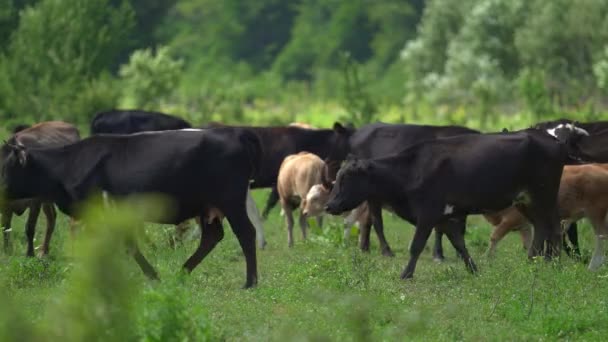 Una manada de vacas con terneros pastan en el prado en un cálido día soleado de verano. Vaca en diferentes colores: marrón, negro y manchado. Muchas plagas molestas vuelan alrededor y molestan a los animales de granja. — Vídeos de Stock