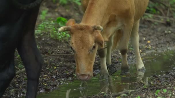 Коричнева корова п'є воду в спекотний сонячний літній день. Чорна корова на передньому плані. Мурашки сидять на її обличчі, очі та тварини, щоб позбутися їх. Комахи повертаються щоразу. Ферма — стокове відео