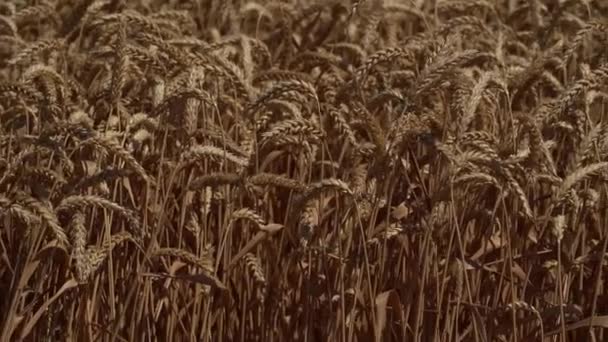 Поле пшениці в літній сонячний день. Концепція продовольства та сільського господарства — стокове відео