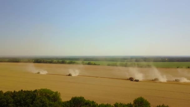 많은 추수꾼들은 금 밭에서 일을 결합하여 곡식을 거두어들입니다. 밀 밭. 나무 뒤에서 공중 촬영을 했는데, 놀랍게도 기계와 트랙터가 보인다. 여름의 화창 한 날입니다. 푸른 하늘 — 비디오