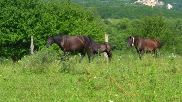 Familia de hermosos caballos pastan en el prado cerca de la granja. El potro camina cerca del semental. Detrás de caballo a pie con campana. Naturaleza y concepto de granja. Cálido día de verano en el pueblo. Animales. Montaña y — Vídeos de Stock