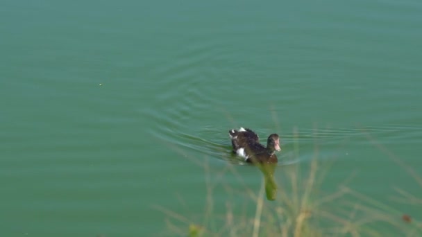 Nuoto ad anatra singola, attraversamento dell'acqua in un fiume. Acqua blu e animali. Scena dell'anatra. Un colpo medio. Esterno, di giorno. Calma calda giornata estiva. Bel riflesso di uccello nell'acqua. Vicino alla fattoria — Video Stock