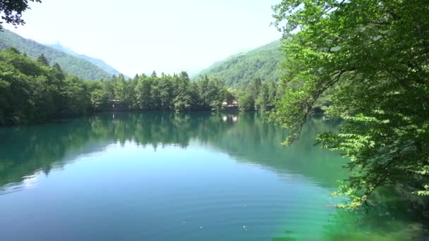 Floresta lago de água no verão. Verão floresta vista lago. Lago na floresta — Vídeo de Stock