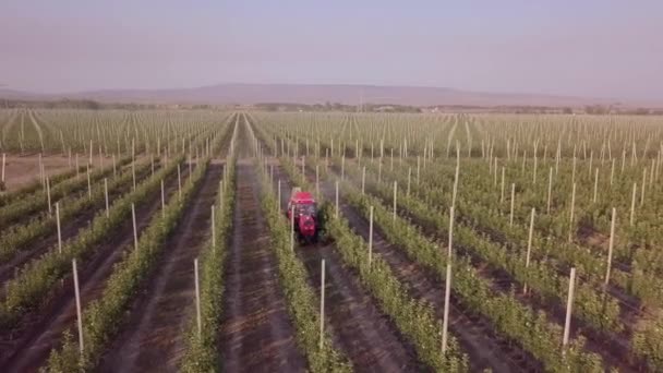 Flygfoto av jordbruk traktor besprutning på fältet med spruta, herbicider och bekämpningsmedel vid solnedgången. Jordbruksmaskiner besprutning insekticid till det gröna fältet, jordbruk naturliga säsongsbetonade våren verk. — Stockvideo